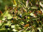 Heidelbeeren