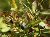 Heidelbeeren