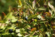 Heidelbeeren