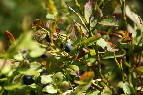 Heidelbeeren